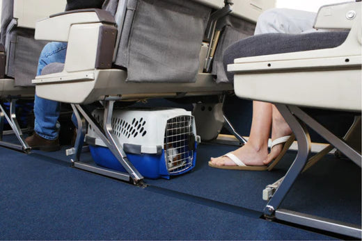 Guidelines For Flying With A Dog On A Plane