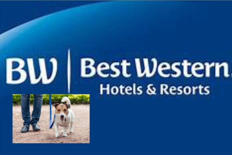 Pet Travel And Hotel Stay In United States or Canada