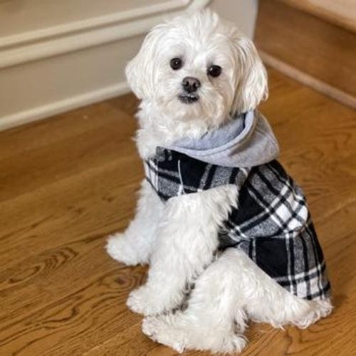 Are Dog Coats Necessary? Keeping Your Pet Warm, Stylish, and Comfortable