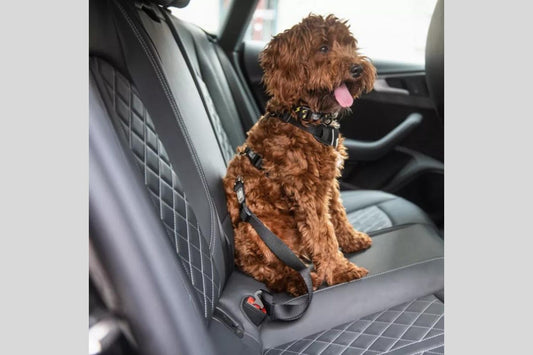 Checklist For Road Trip With Your Canine Companion