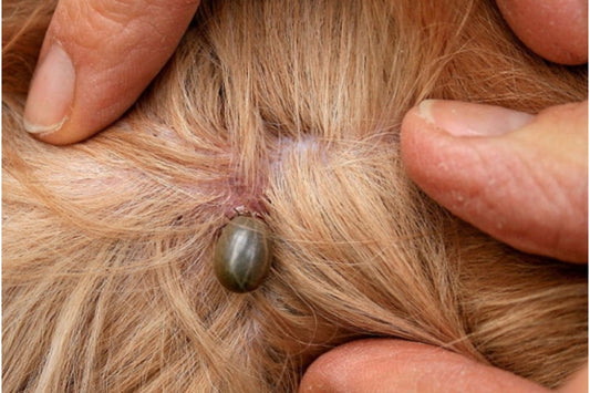 How To Remove A Tick From A Dog