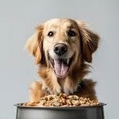 Choosing the Right Dog Food