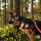 Coastal Pet New Earth Soy Adjustable Dog Collar Fuchsia