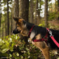 Coastal Pet New Earth Soy Adjustable Dog Collar Fuchsia