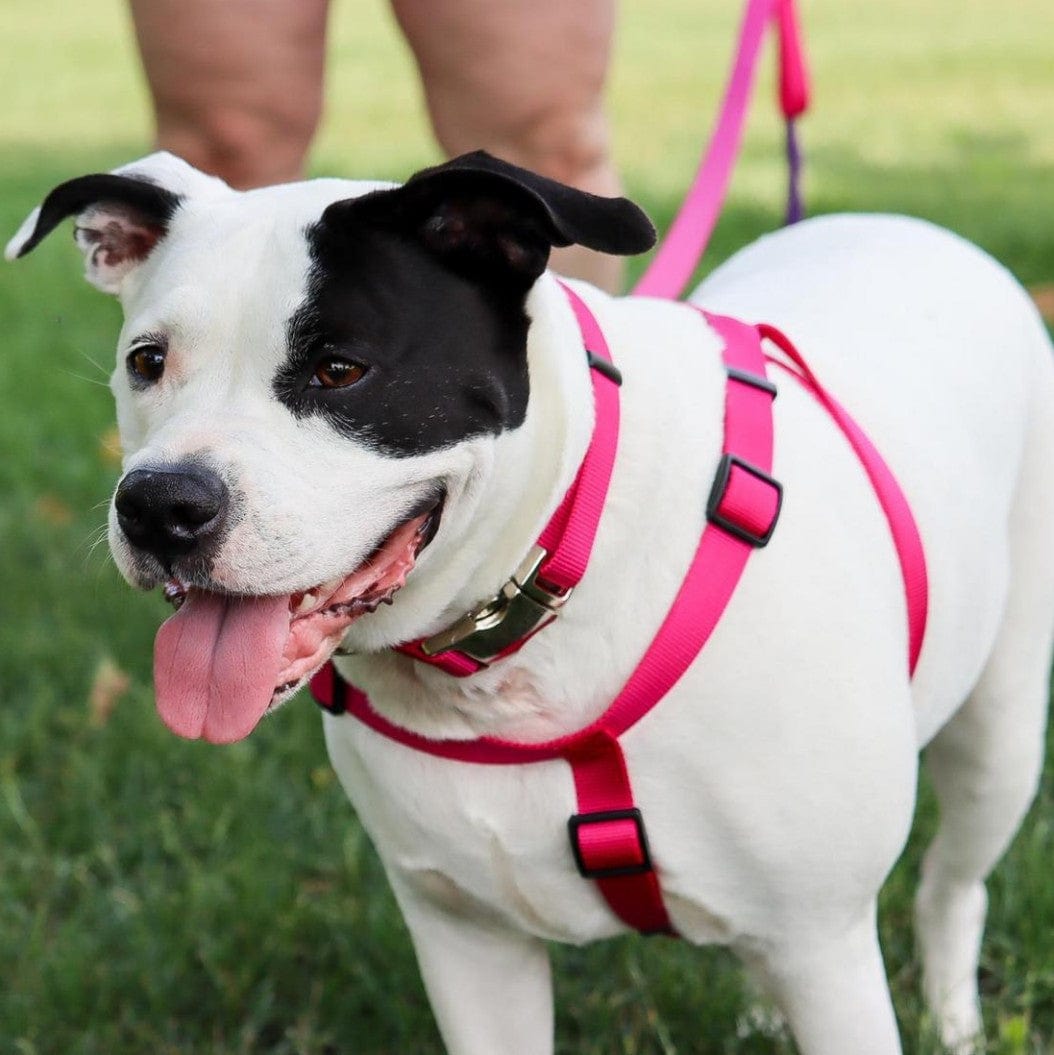 Coastal Pet Comfort Wrap Dog Adjustable Harness Neon Pink Media 2 of 5
