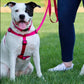 Coastal Pet Comfort Wrap Dog Adjustable Harness Neon Pink Media 3 of 5