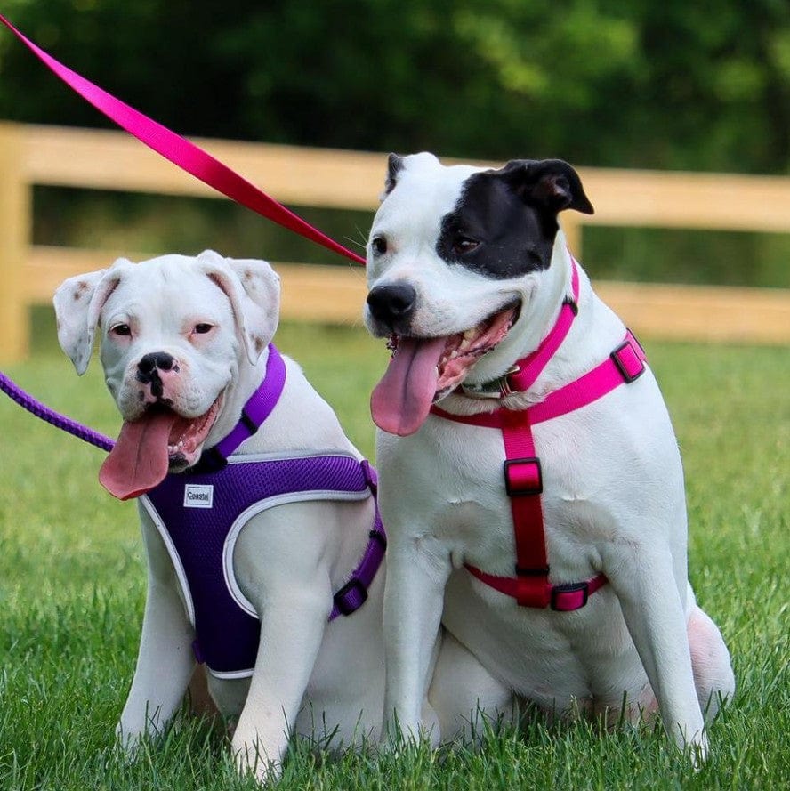 Coastal Pet Comfort Wrap Dog Adjustable Harness Neon Pink Media 4 of 5