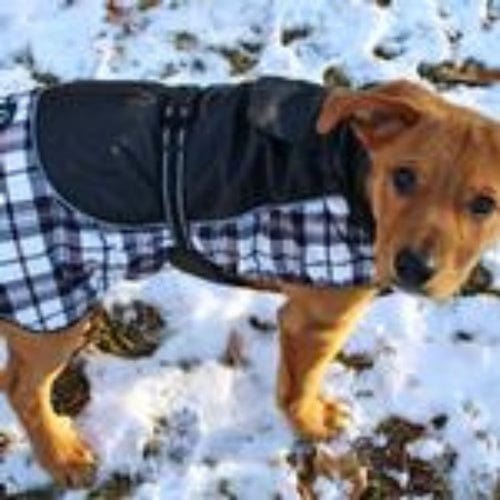 Alpine All-Weather Dog Coat- Black and White Plaid X-Small to 5X-Large